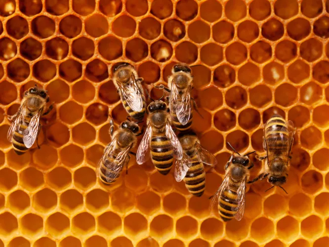 Abeilles rucher Saemes