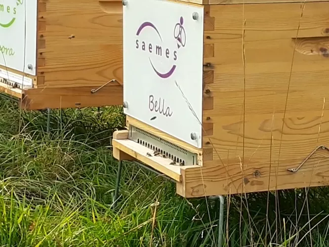 Les ruches Saemes au vert dans le Vexin